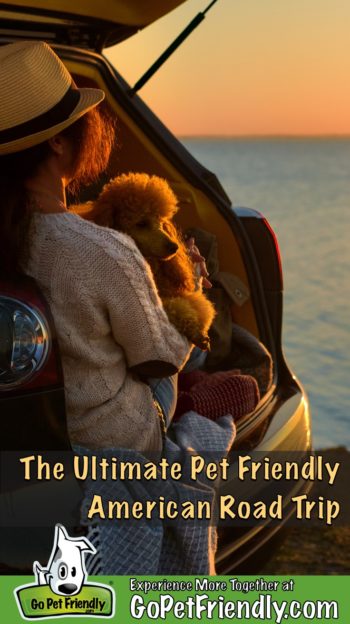 Woman and her dog on a pet friendly road trip sitting in the back of a car watching the sunset
