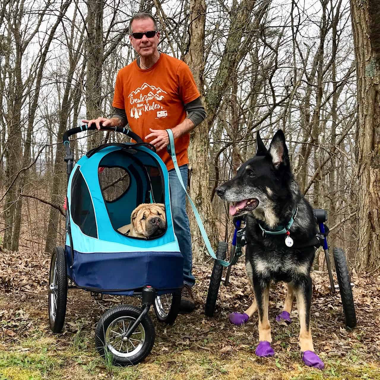 Buster the German Shepherd dog wearing purple boots on a pet friendly trail