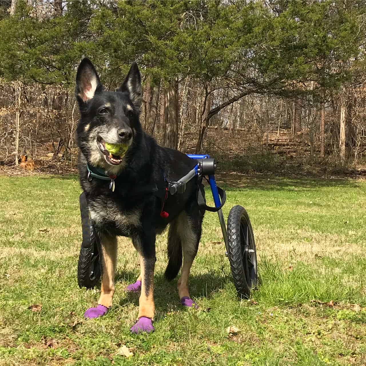 Buster the German Shepherd Dog in his wheelchair in the grass