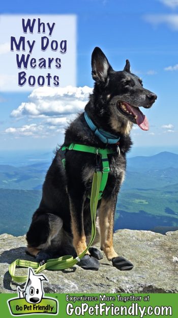 Buster the German Shepherd Dog on a pet friendly trail wearing black dog boots