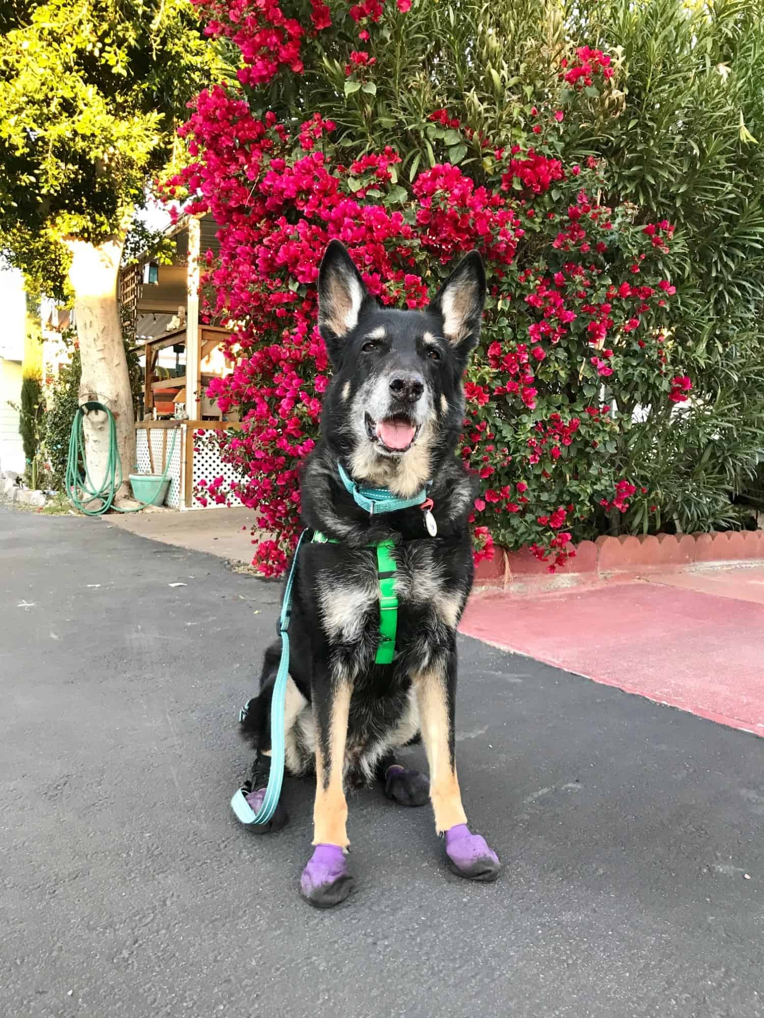 Buster the German Shepherd Dog walking in purple dog boots