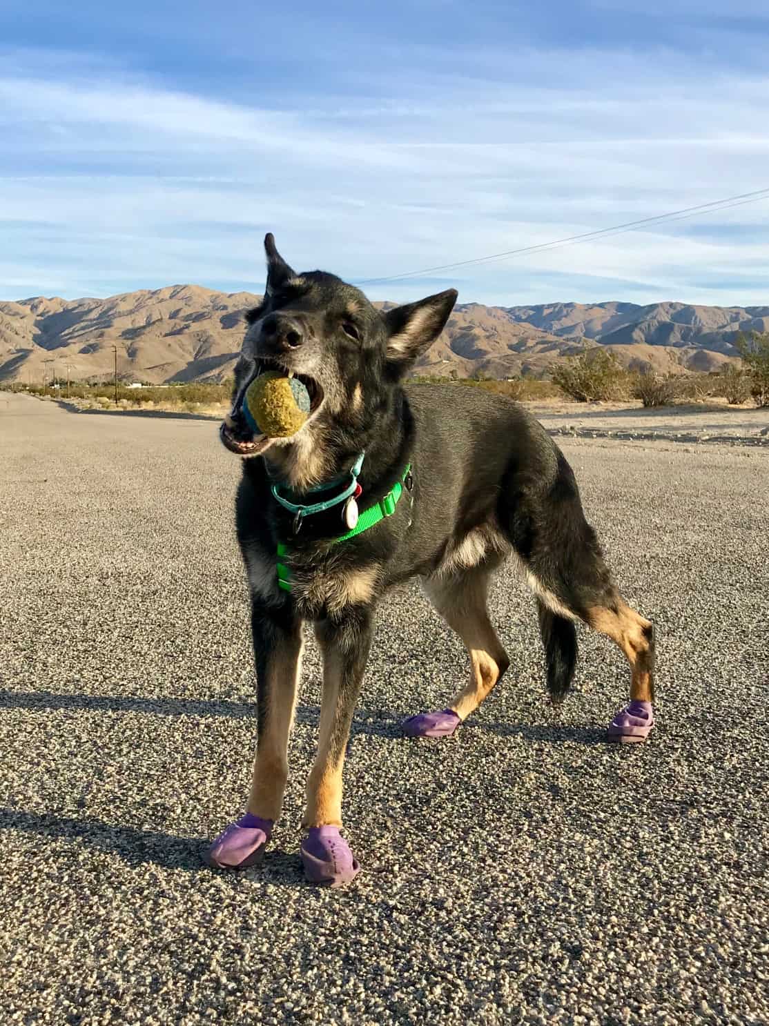 German Shepherd Buster plays with a ball dressed in purple dog boots