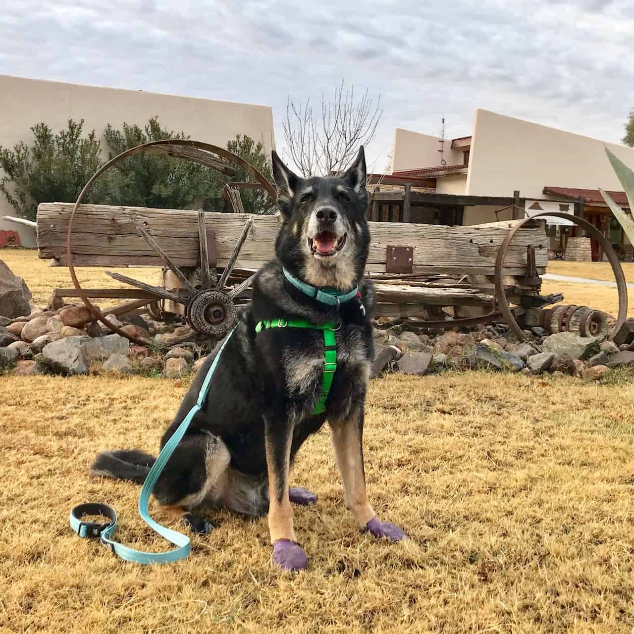 Buster the German Shepherd Dog wearing purple dog boots in Texas