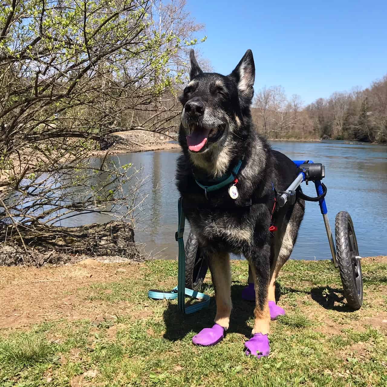 Buster the German Shepherd Dog in his wheelchair wearing purple dog boots