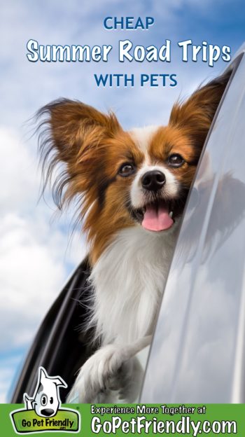 Papillion dog looking out of car window