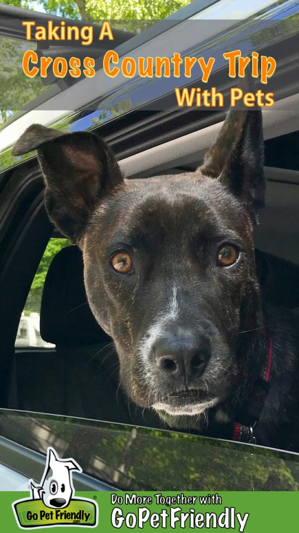 Brindle dog in the back seat of a car on a cross country road trip