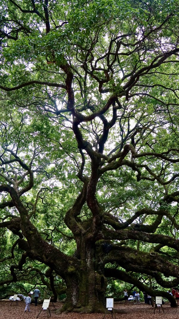 Angel Oak tree in Charleston, SC