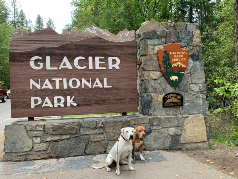 Two dogs sitting in front of the stone and wood entry sign for Glacier National Park in Montana.