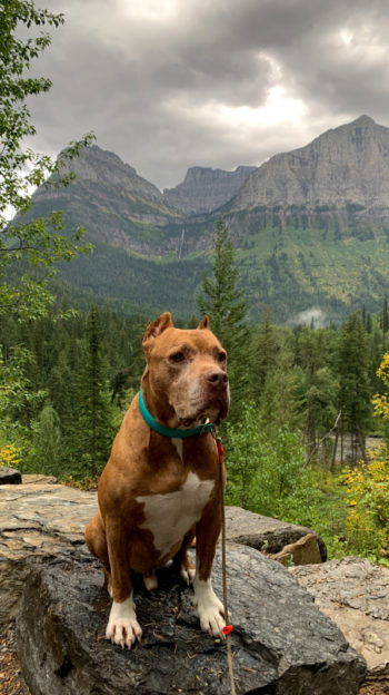 A brown dog standing at an overlook of mountains in Glacier National Park, Montana