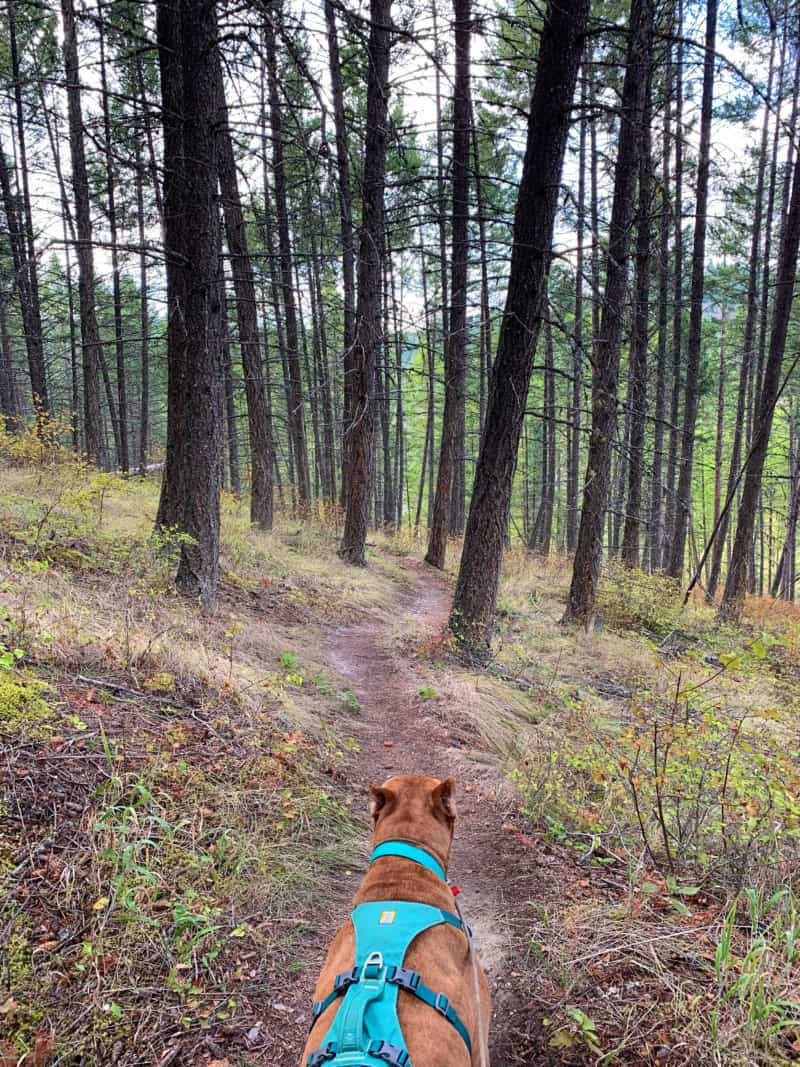 A brown dog hiking a trail among pine trees in Flathead National Forest in Montana