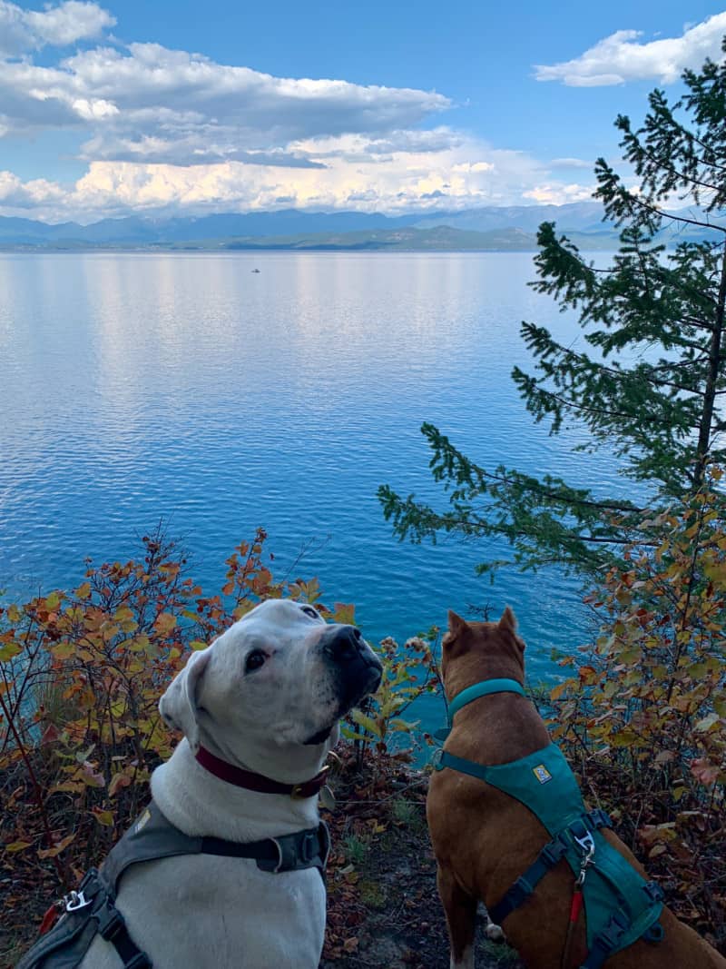A white dog and a brown dog in front of a Flathead Lake, Montana