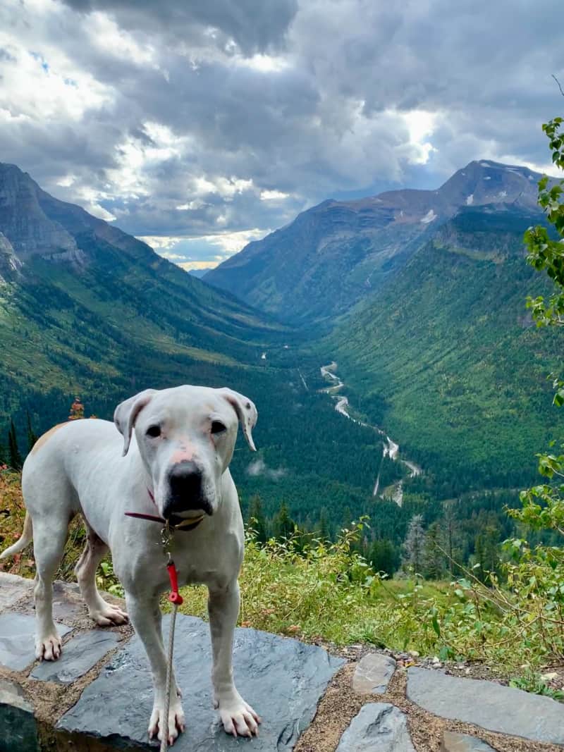 A white dog standing at an overlook of mountains and a river in Glacier National Park, Montana