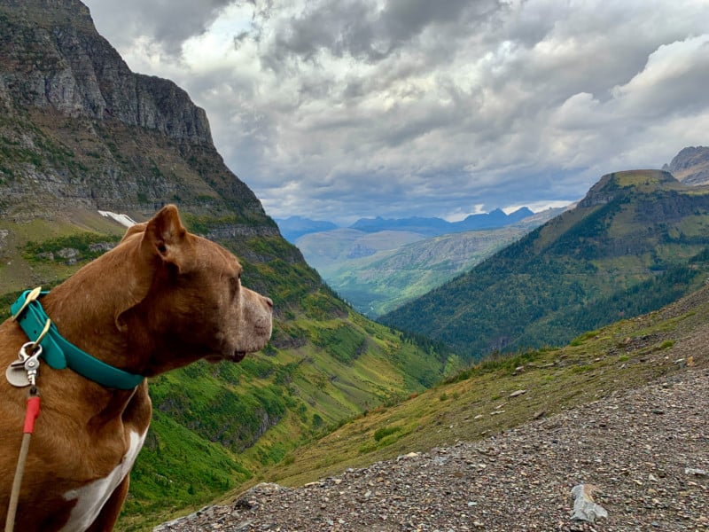 A brown dog standing at an overlook of mountains in Glacier National Park, Montana