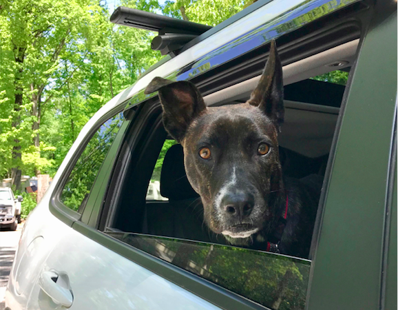 Brindle dog in the back seat of a car on a cross country road trip