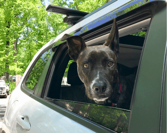 A brindle dog sitting in the back seat of a car on a cross country road trip