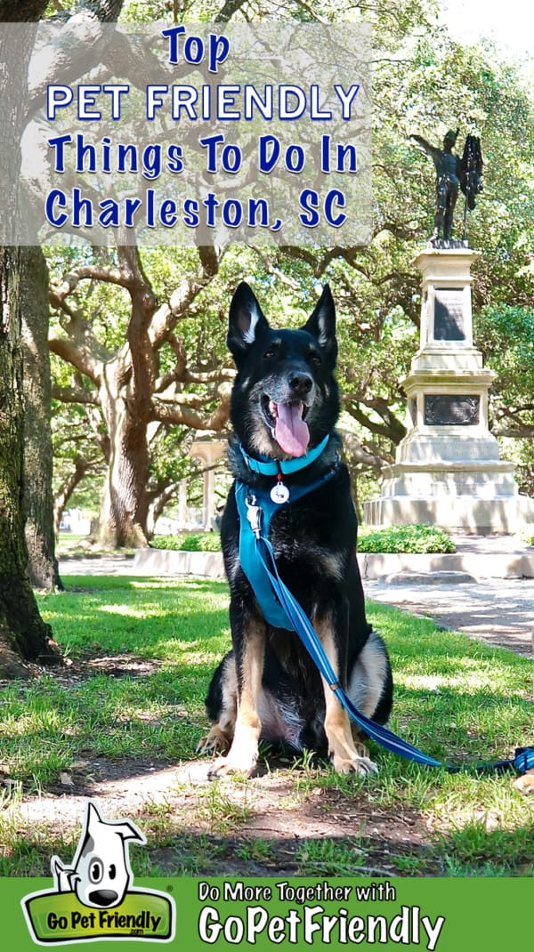 Smiling black German Shepherd Dog in pet friendly White Point Garden in Charleston, SC