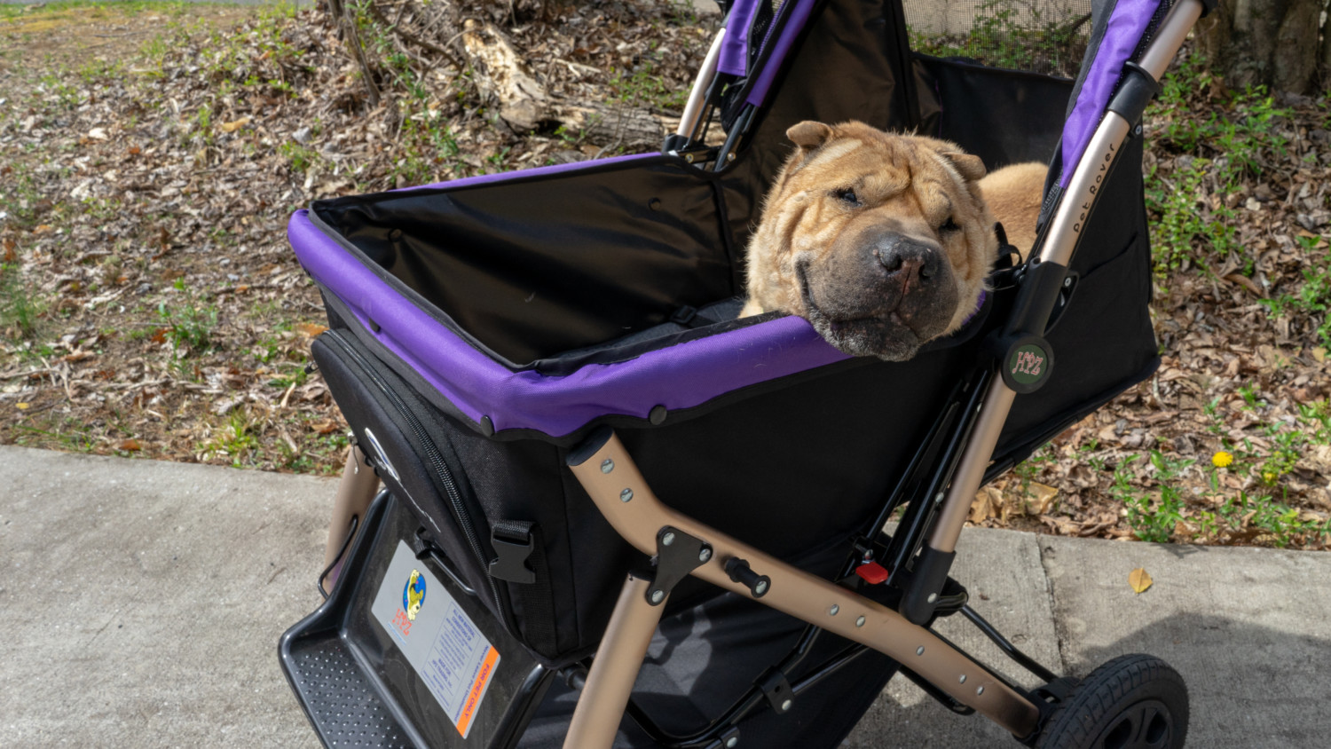 Ty the Shar-pei riding in the purple Pet Rover XL dog stroller