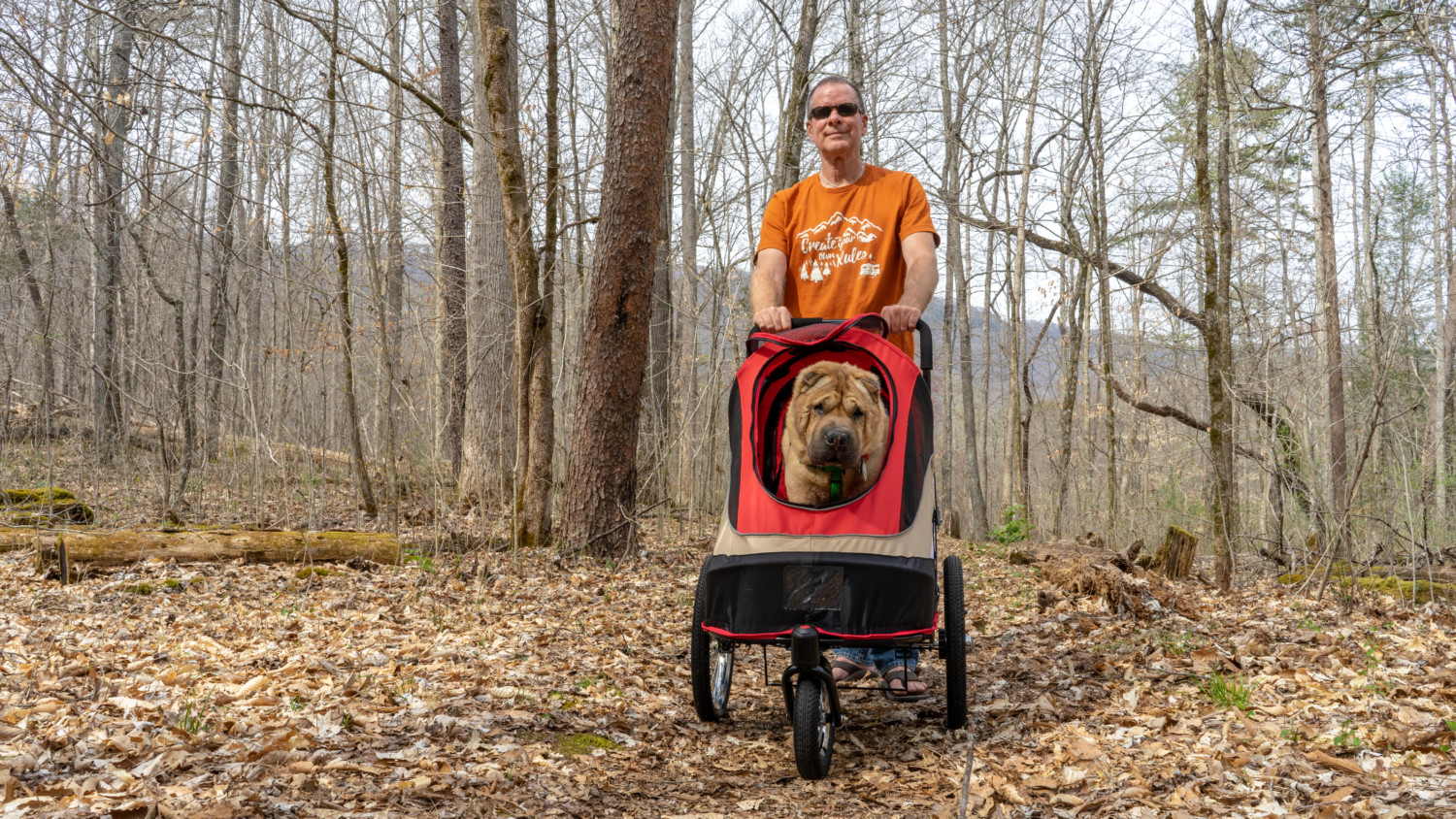 Ty the Shar-pei riding in the ibiyaya Happy Bicycle Trailer / Stroller for dogs