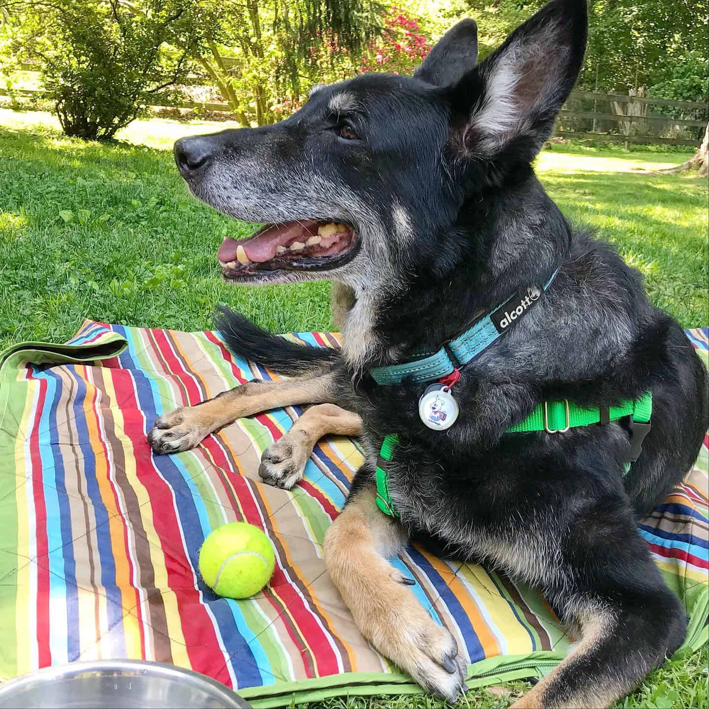 Buster le berger allemand allongé sur une couverture avec une balle qui grince