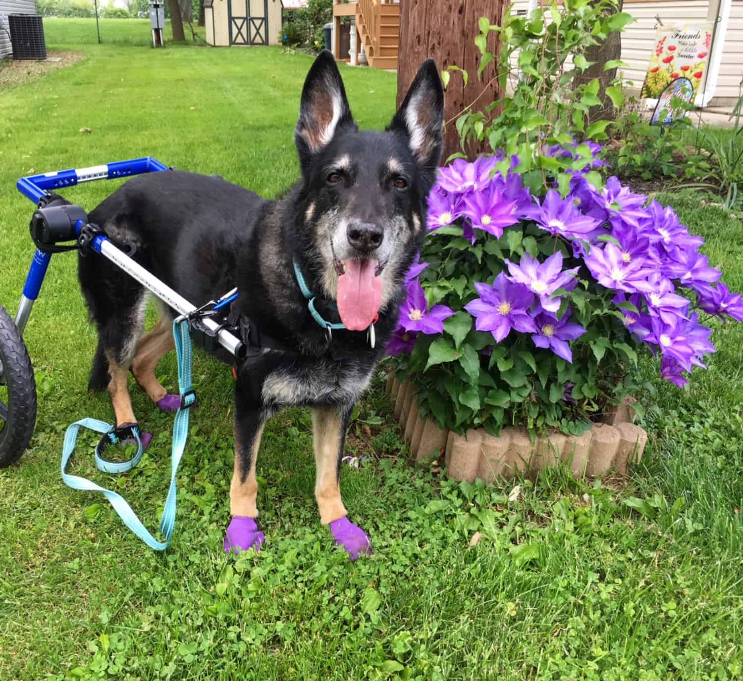 Buster the German Shepherd dog standing beside purple flowers