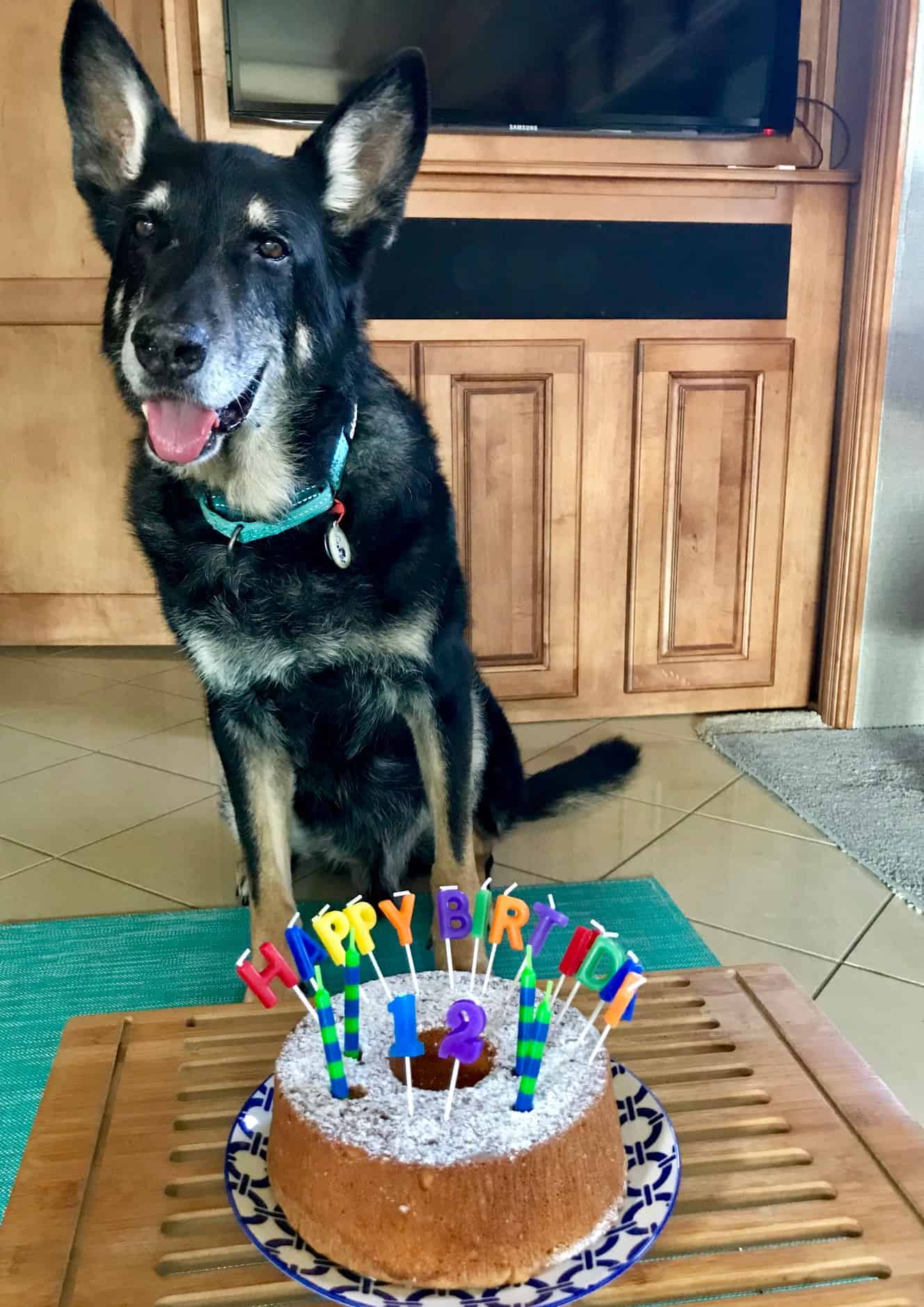 Buster the German Shepherd dog with a birthday cake on his 12th birthday