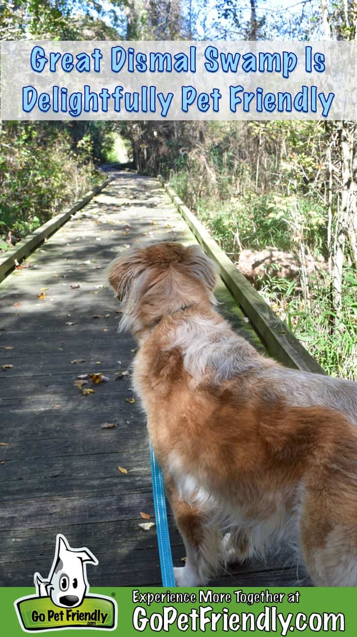 Honey the Golden Retriever dog on the boardwalk at the pet friendly Great Dismal Swamp