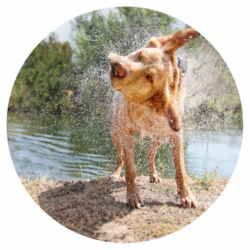 Yellow lab mix shaking off water at a dog park along Route 66