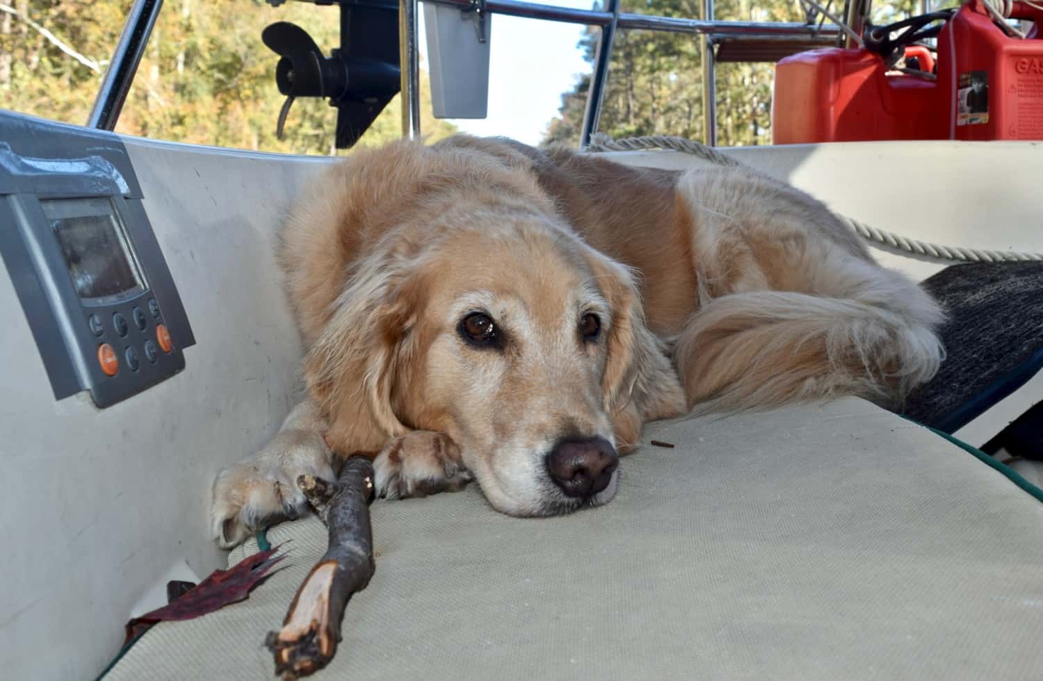 Honey the Golden Retriever dog in the cockpit of a boat in the Dismal Swamp canal