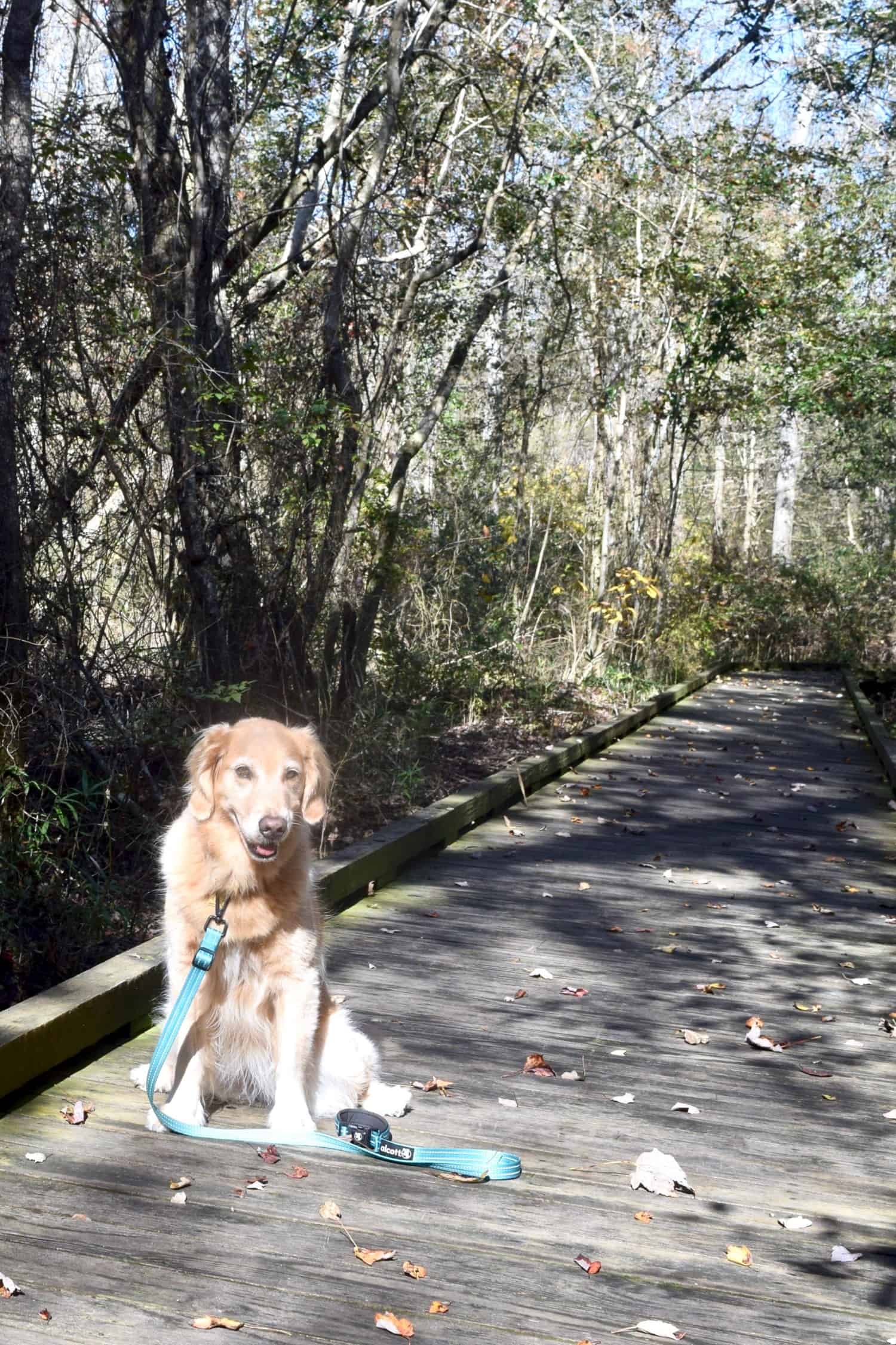 Honey the Golden Retriever dog on a pet friendly boardwalk trail in Great Dismal Swamp State Park