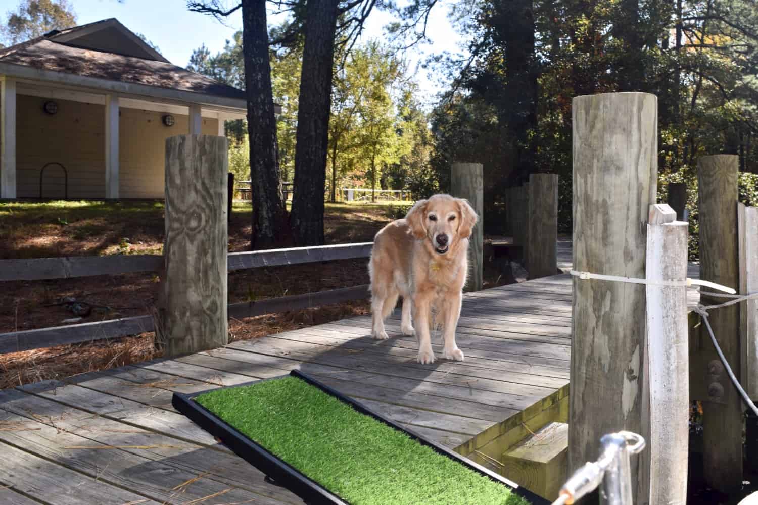 Honey the dog on a free dock on the Great Dismal Swamp canal