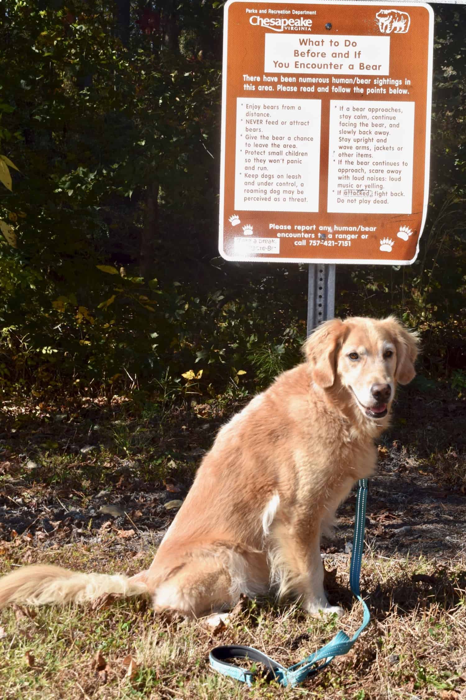 Honey the dog with a bear warning sign in the Great Dismal Swamp