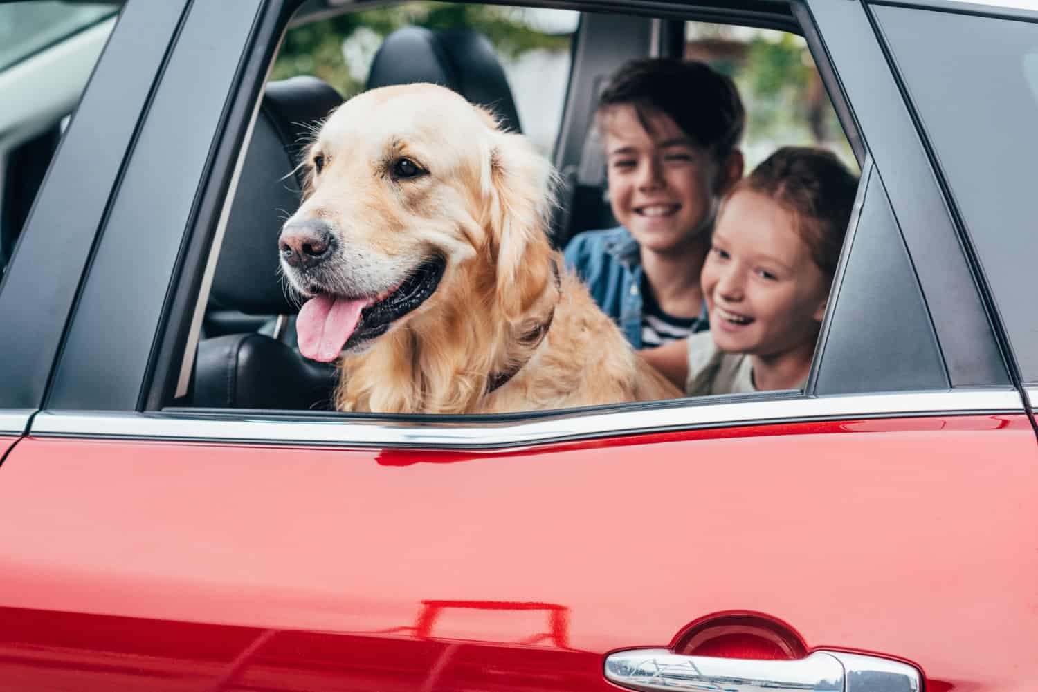 Dogs and kids in the car on a pet-friendly vacation to a crib theme park