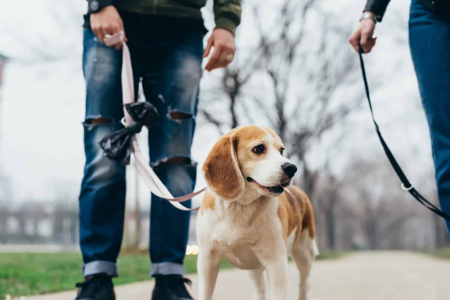 Young man on an urban hike with his beagle