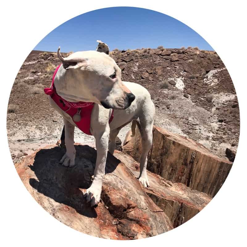 Dog on petrified wood at pet friendly Petrified Forest National Park along historic Route 66 in Arizona