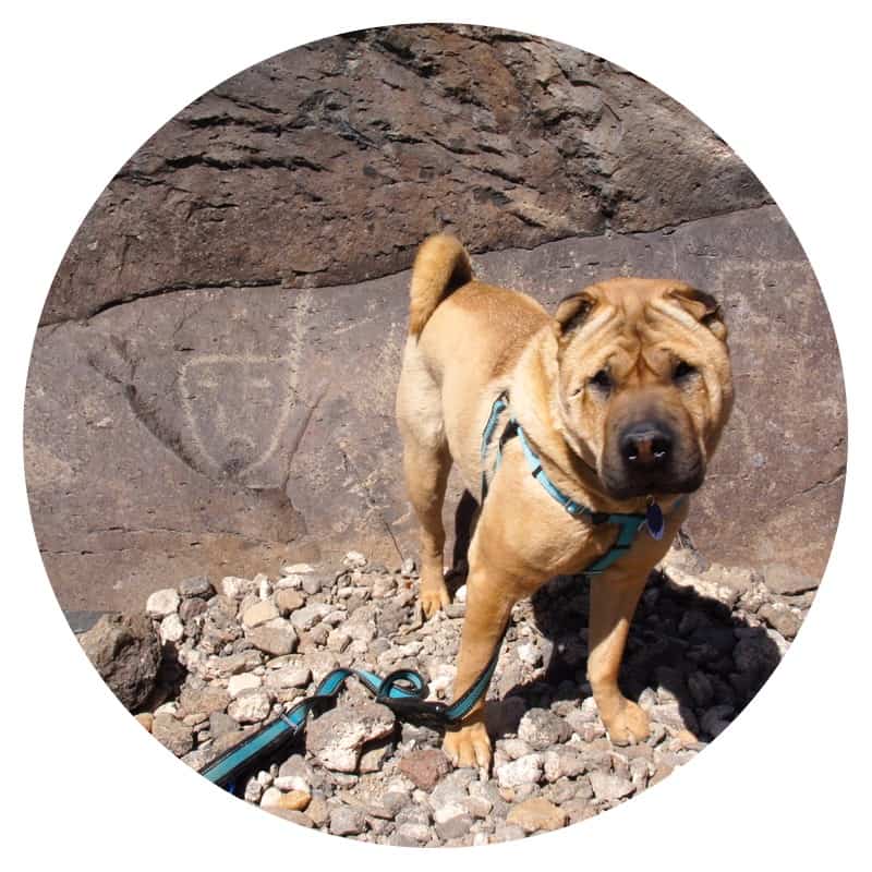 Dog on a pet friendly trail in Petroglyph National Monument near Albuquerque, NM along historic Route 66