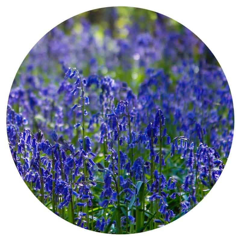 A field of delicate purple flowers along Route 66