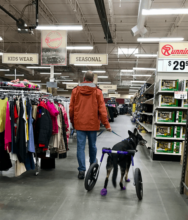 Man walking a dog in a wheel chair in a farm supply store