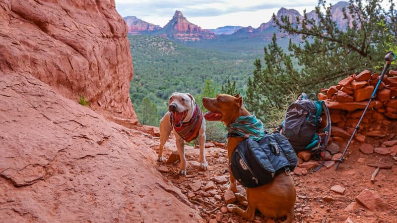 Two dogs on one of the pet friendly Sedona, Arizona hiking trails