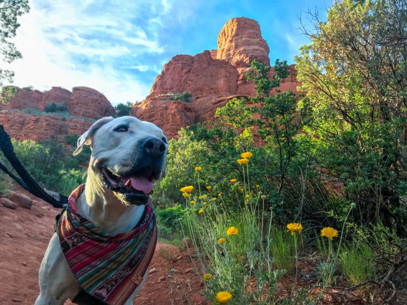 A smiling white dog on the pet friendly West Fork Trail in Sedona, Arizona