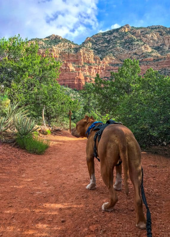 Tan pit bull on a dog friendly trail in Sedona, AZ