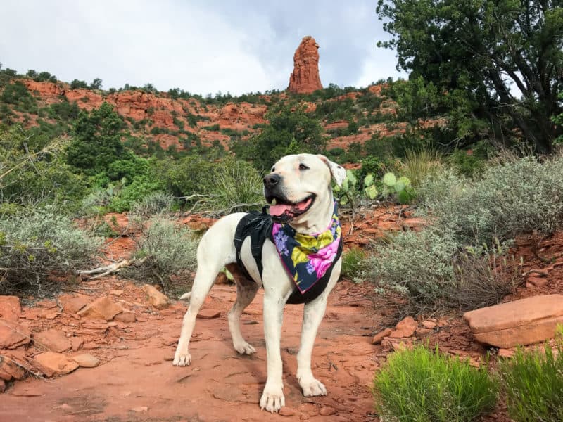A smiling white dog on one of the pet friendly Sedona hiking trails with a red rock formation in the background