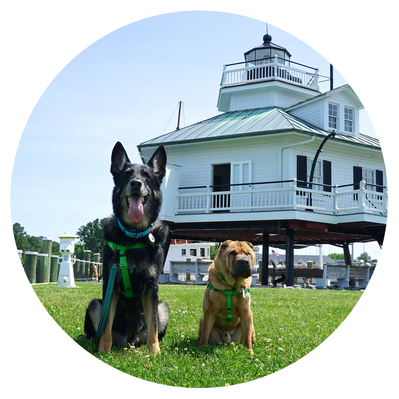 Two dogs sitting in front of the lighthouse on the Chesapeake Bay in St. Michaels, MD