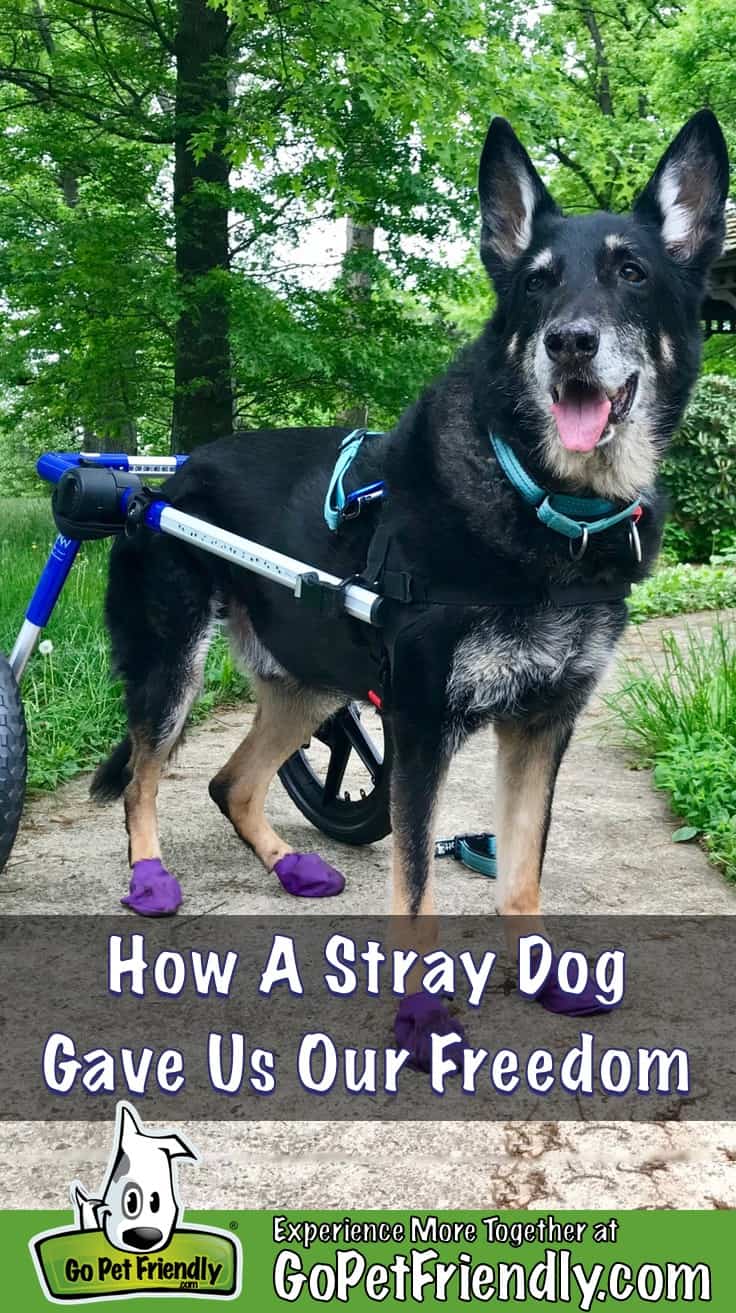 Buster, the GoPetFriendly.com German Shepherd Dog on a path in his dog wheel chair