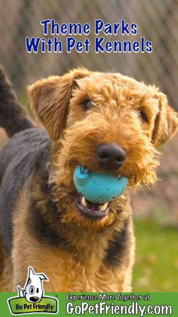 Airedale Terrier dog with ball in his mouth at a theme park kennel