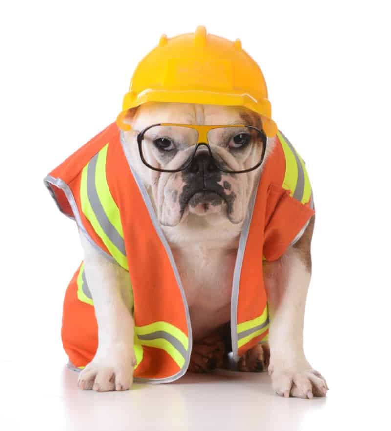working dog - bulldog dressed up like construction worker on white background