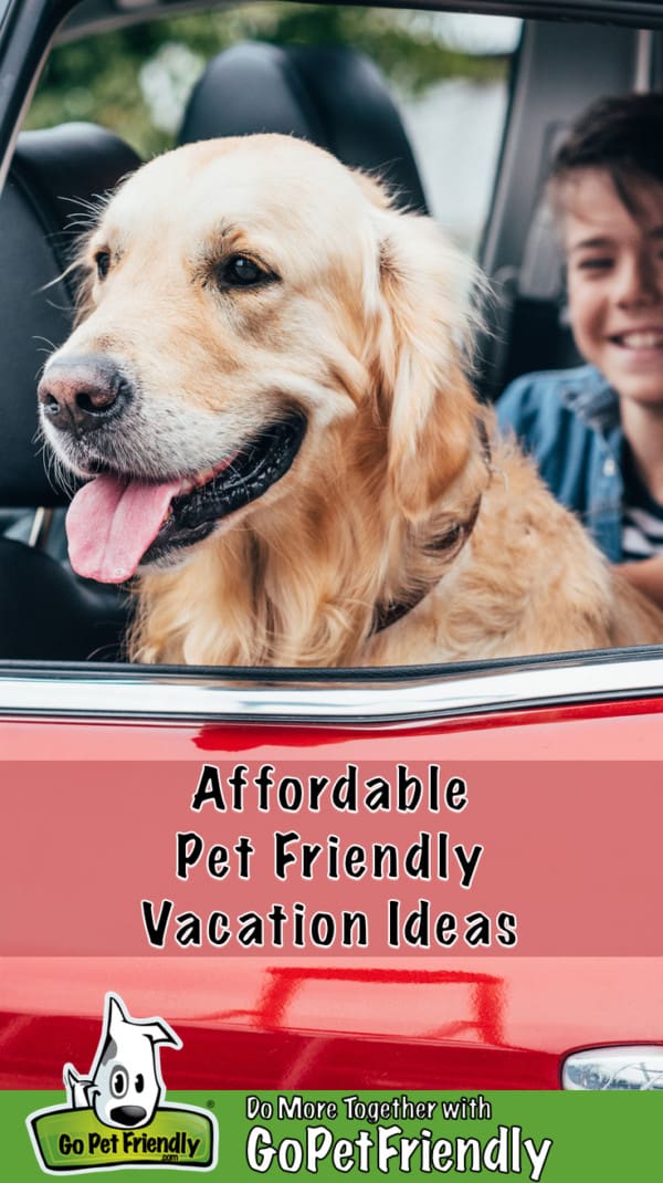 Smiling Golden Retriever dog in the back seat of a red car going on a pet friendly vacation