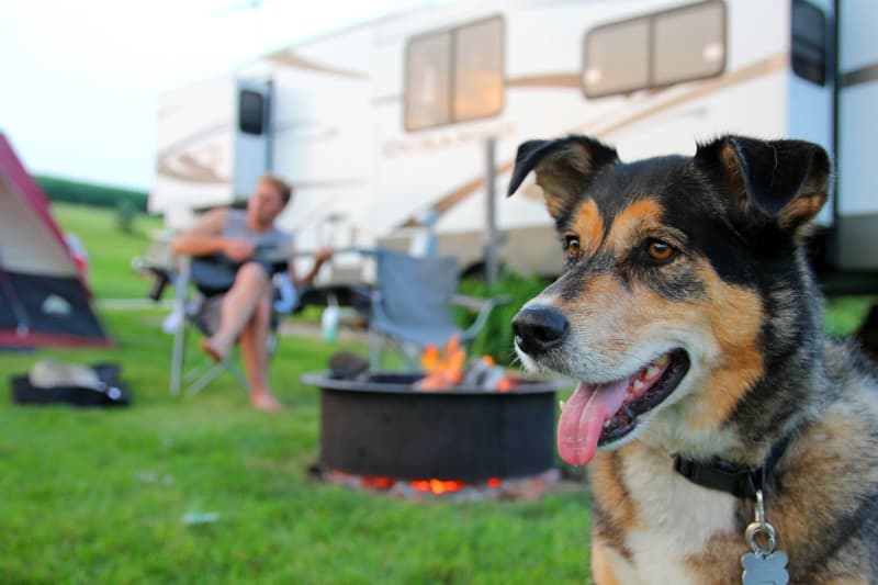 Smiling dog  in a campground near an RV with a campfire and man playing guitar in the background