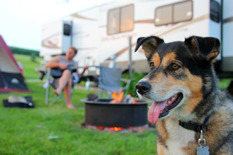 Smiling dog in campsite near RV with campfire and man playing guitar in the background