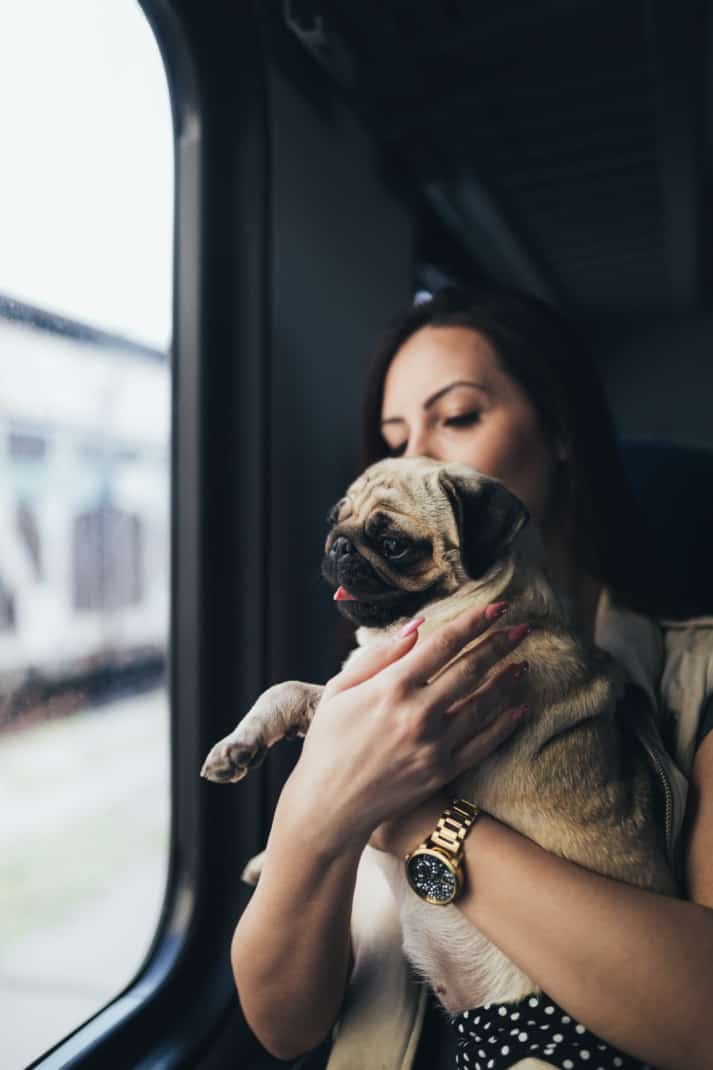 Mooie jonge vrouw die in de trein zit met haar pug en door het raam kijkt.