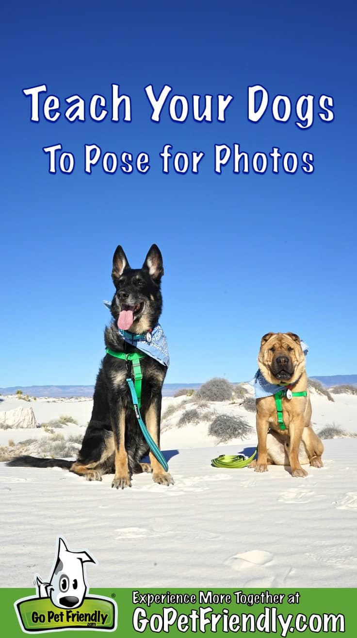 Two dogs posing for photos at White Sands National Monument